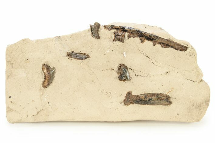 Fossil Fish Jaws and Shark Teeth in Rock - Asfla, Morocco #270943